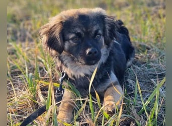 Kleine, feine ♥Roma♥ auf Körbchensuche