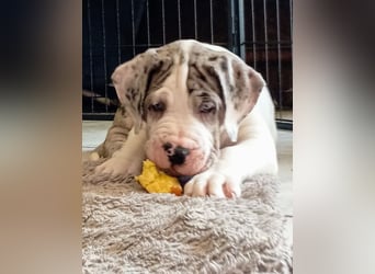 Superschöne nicht ganz reinrassige Deutsche Doggenwelpen können bald ausziehen