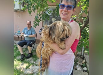 Berit-Bagatel PP – zarte Hundedame sucht ruhiges Zuhause fürs Herz