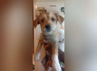 Fibi sucht ihre Menschen