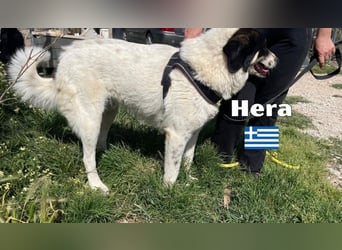 Hera , 09/23 - fröhliches liebes Mädel auf Heimatsuche