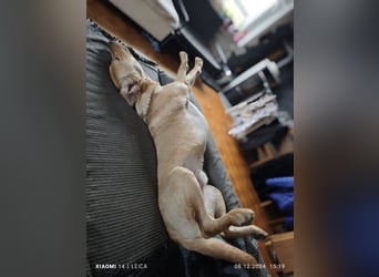 Labradorwelpen suchen bestes Zuhause