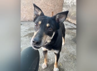 FENJA, Hündin, 3,5 Jahre, 43cm, Mischling, Tierschutz