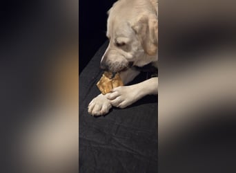 Der hübsche Marlon sucht ein neues Zuhause