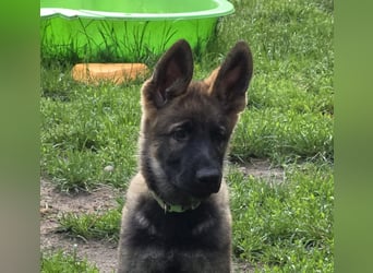 Dunkelgraue Schäferhunde aus Kör-u.Leistungzucht