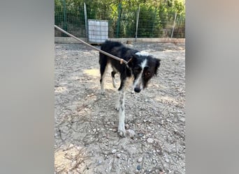 BIMBA-zartes Wesen mit dem besondern Funkeln in den Augen, liebenswürdig, freundlich sozial