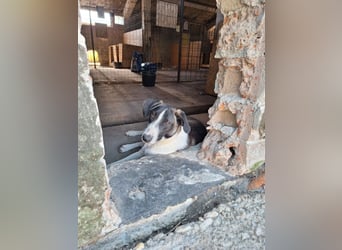 YADE, Hündin, 1,5 Jahre, 50 cm, Mischling, Tierschutz