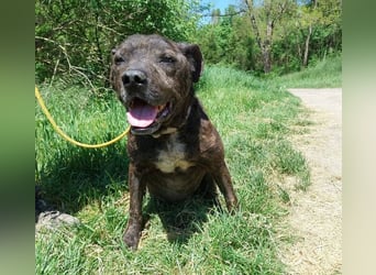 Ludwig 2, Staffordshire Terrier Mischling