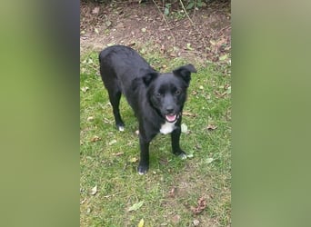 Trudie - Augenstern sucht Kuschelwolke (47839 Krefeld)