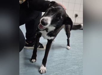 Rusko ein wahrer Engel