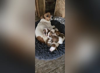 Jack Russell Terrier Welpen