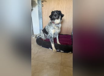 Leia, kleine Lakritznase sucht liebevolle Familie!