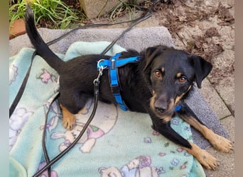 Günni - ein besonderer Hund sucht seine Menschen