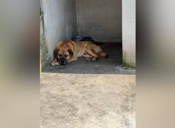 Boxer