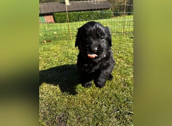 Wunderschöner Golden Retriever - Labrador Mix Welpe