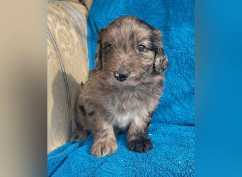 Aussiedoodle Welpen mini / medium F1