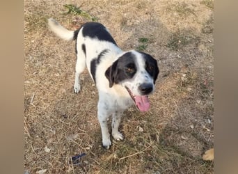 Mila, bereits auf PS in DE, sucht Traumzuhause!