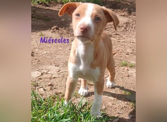 Miércoles 01/2025 (ESP) - verspieltes und neugieriges Podenco Mädchen!