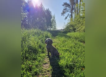 zuckersüße Weimaranerwelpen