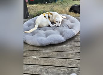 Wayne: Familienhund und treuer Begleiter