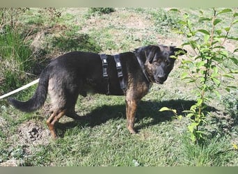 Woody - freundlicher, sozialer, verschmuster Rüde / Pflegestelle in Gerolstein