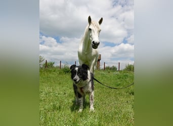 Flash sucht ein liebevolles Zuhause