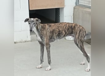 MORANTE-scheuer "Prinz" sucht liebevolles Zuhause