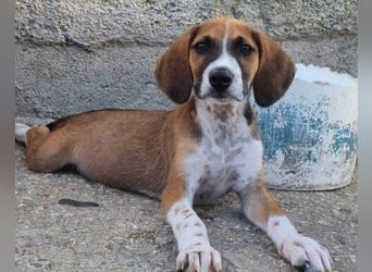 Bracken-Mix ♥Sky♥ lieb + abenteuerlustig