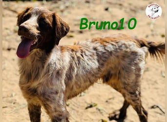 Bruno10 geb. 09/2023 (ESP) - liebevoller, verspielter und anhänglicher Bretonischer Spaniel!