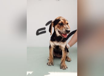 Jagdhund Mix Celine