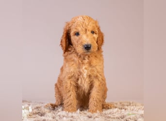 GoldenDoodle - medium mit welligem - lockigem Fell