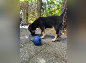 Niko, kleiner Entdecker 