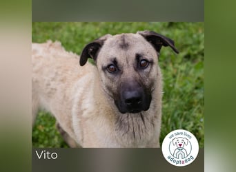 Vito: Junghund sucht ein Zuhause
