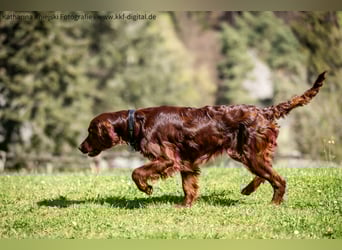 Wunderschöne Irish-Setter-Rüden