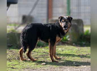 BATMAN-schüchterner Held auf 4 Pfoten sucht dich und sein Zuhause