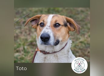 Toto: Ein Herz auf vier Pfoten