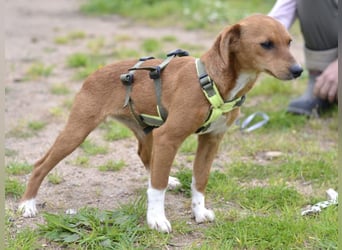Alice - junge Hündin auf Socken sucht ein Zuhause