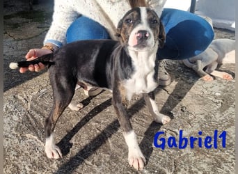 Gabriel1 10/2024 (ESP Pflegestelle) - aufgeschlossener und verspielter Bodeguero-Mix Welpe!