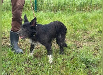 Zorro, geboren 25.09.2024, 40cm sucht sein Glück