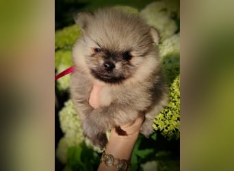 POMERANIAN WELPEN