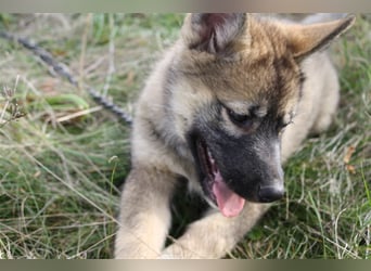 Eurasier - A. Malamute Hybrid-Welpe: Hündin, Name: Ajuma