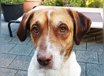 ♥JOSHI♥ auf Pflegestelle bei Aachen - entzückender, verschmuster, ruhiger Rüde 39 cm