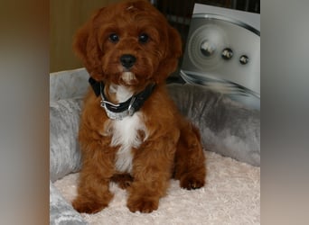 Wunderschöne Cavapoo Welpen F1 (Toypudel/Zwergpudel + Cavalier King Charles Spaniel) mit Ahnentafel