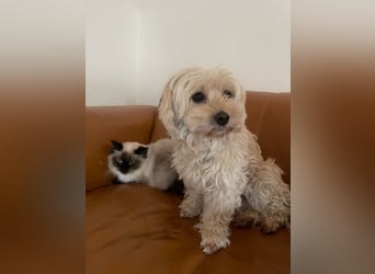 Ein Traumpaar sucht Traumzuhause !!!