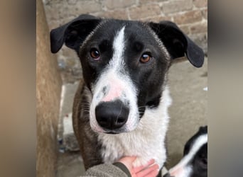 YADE, Hündin, 1,5 Jahre, 50 cm, Mischling, Tierschutz