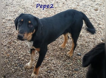 Pepe2 06/2024 (GRC) - aufgeschlossener, süßer und neugieriger Junghund!