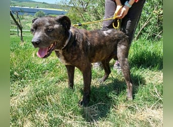 Ludwig 2, Staffordshire Terrier Mischling