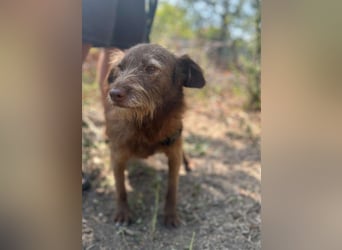 KOKO - ein total goldiges Mädchen sucht ein Zuhause