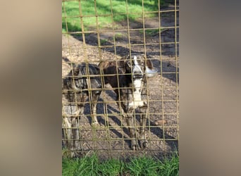 Jambo - Ein sanfter Riese mit großem Herzen