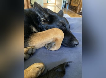 6 Monate alte Schäferhündin sucht erfahrenen Halter